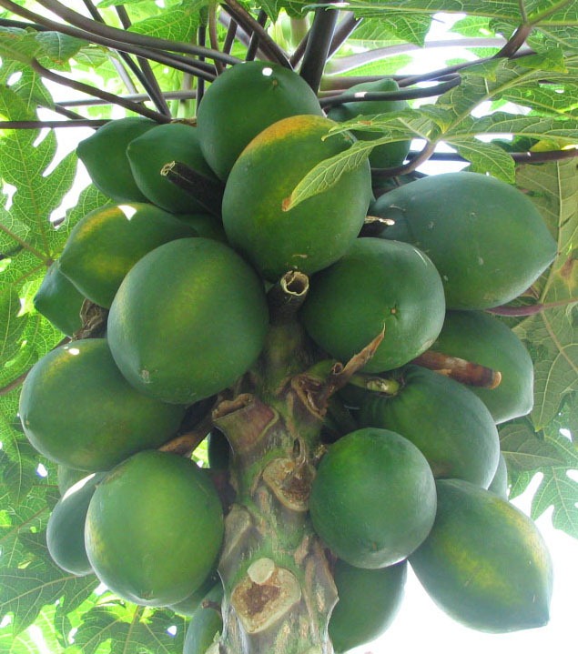 [Carica_papaya_-_papaya_-_var-tropical_dwarf_papaya_-_desc-fruit%255B4%255D.jpg]