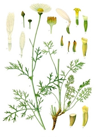 [Tanacetum-cinerariifolium-wikipedia%255B14%255D.jpg]
