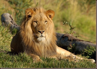 Amazing Animals Pictures Lion  (6)