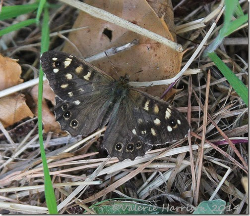 44-Speckled-Wood
