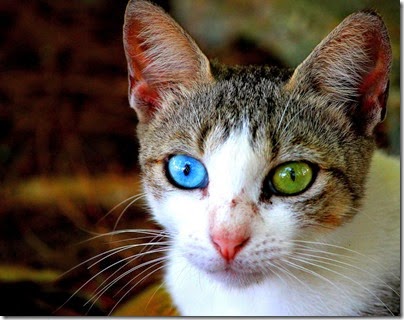 gatos y perros con un ojo diferente cosasdivertidas net (11)