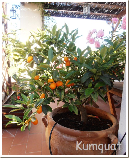 kumquat 5