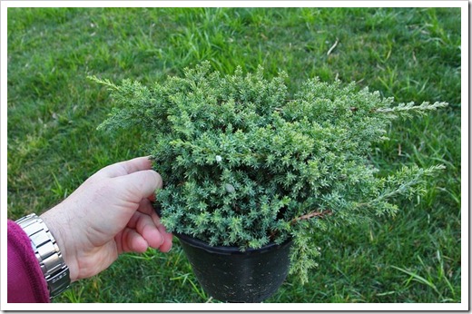 120223_fy_Juniperus-procumbens-Nana