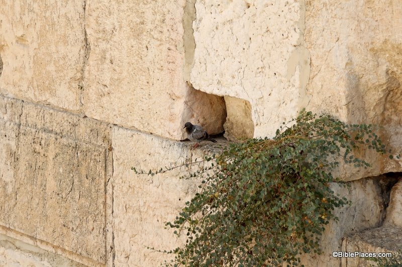 [Bird%2520perched%2520on%2520stone%2520of%2520Western%2520Wall%252C%2520tb090705995%255B3%255D.jpg]