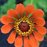 Detailed beauty by Raymond Earl Eckert -  