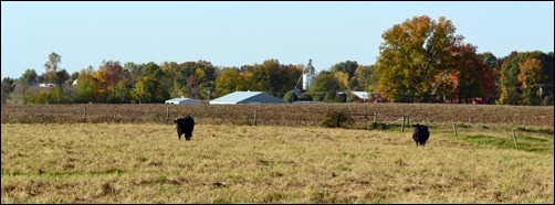 cows in the fall1