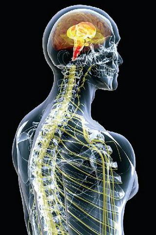 Human