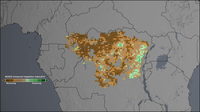 In the Congo rainforest, a browning trend (brown) dominates smaller areas that show a greening trend (green) during April, May, and June each year from 2000 to 2012. Photo: NASA Goddard's Scientific Visualization Studio