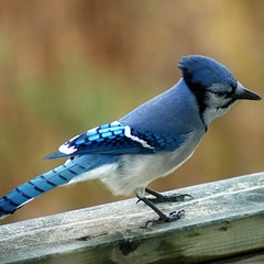 blue-jay-facts2
