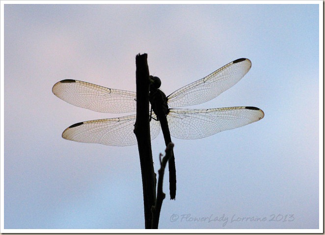 01-20-dragonfly2