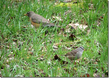 Robin and White-crowned Sparrow