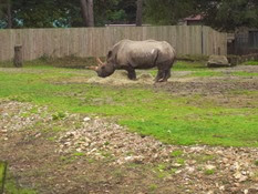 2013.10.26-011 rhinocéros