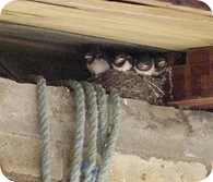 4 baby swallows