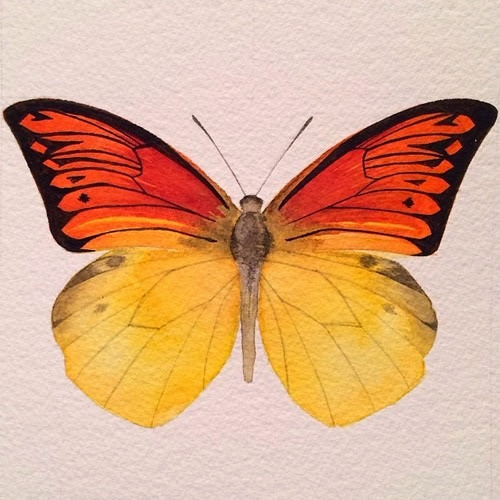 butterfly5