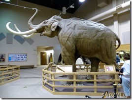 Sept 1, 2012: Columbian Mammoth based on skeleton found in pit