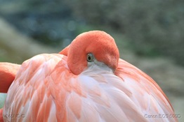 [206]_Flamingo_das_Caraibas_(phoenicopterus_ruber)1