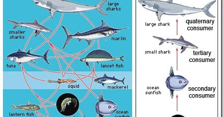 Difference between Food chain and Food web (Food chain vs Food Web ...