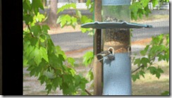 Birds-at-feeder-from-screen-porch