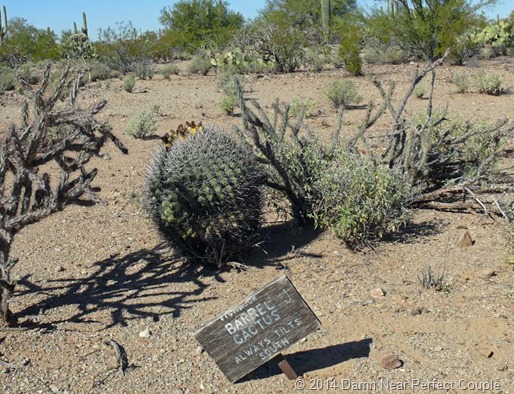 Leaning Barrel Cactus