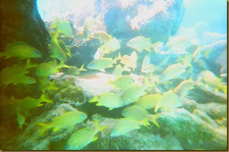 undersea photo with lots of yellow fish