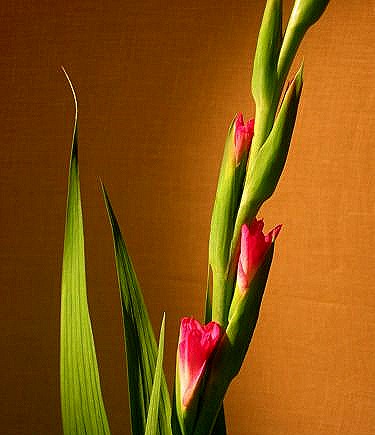 [Gladiolus%2520G%2520Pink%2520Lady%255B13%255D.jpg]