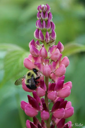 Bee on the Lupine