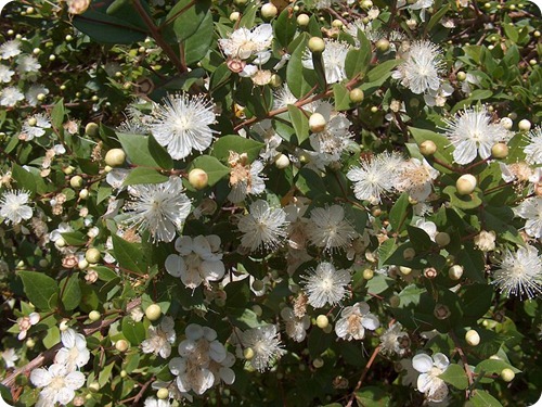 Myrtus_communis12