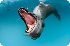 paul nicklen foca leopardo