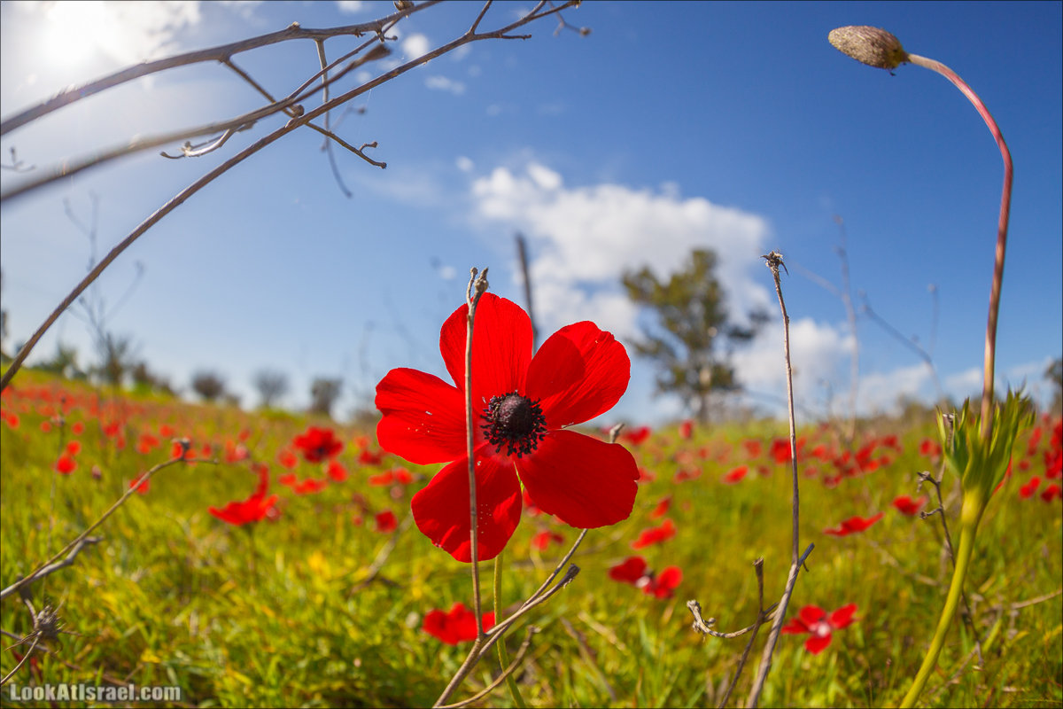 Анемоны (каланиет) пустыни Негев - Фестиваль Даром Адом в LookAtIsrael.com - Фото путешествия по Израилю | Red South festival of anemones in Negev | דרום אדום - קלניות בבארי