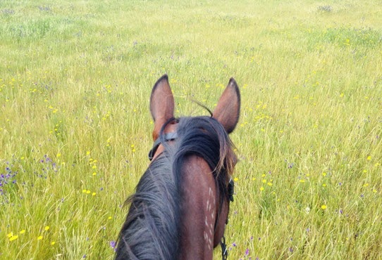 Pony ears and wild flowers - A Riding Habit