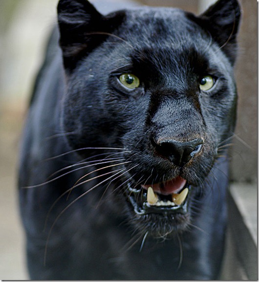 Panther-animal