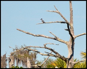 10 - Belted Kingfisher