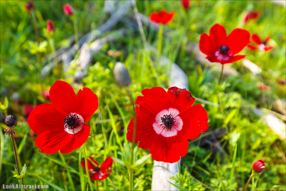 Анемоны (каланиет) пустыни Негев - Фестиваль Даром Адом в LookAtIsrael.com - Фото путешествия по Израилю | Red South festival of anemones in Negev | דרום אדום - קלניות בבארי