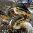 Mallard Ducklings