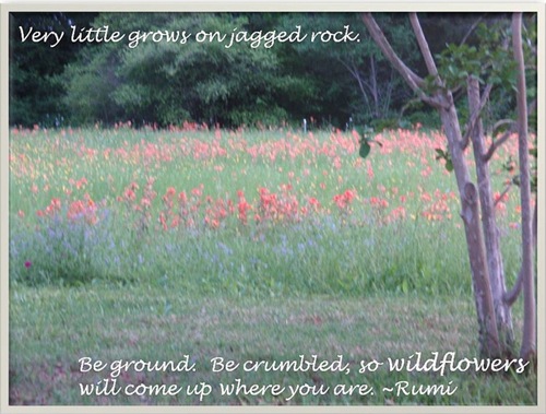 Rumi 2_wildflowers JPEG