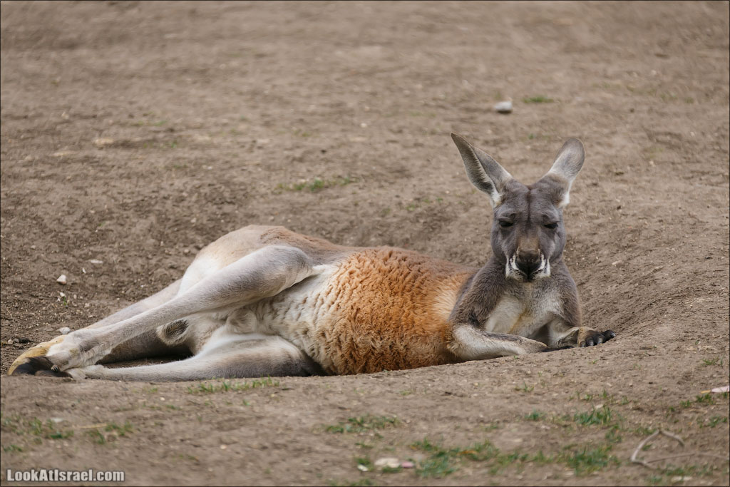Ган Гуру - парк с кенгуру и другими австралийскими животными | Gan Guru | גן גורו | LookAtIsrael.com - Фото путешествия по Израилю