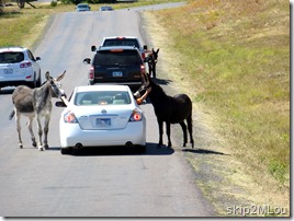 Sept 1, 2012: Despite being asked not to, people insist on feeding and petting the wild burros. SE corner of Wildlife Loop
