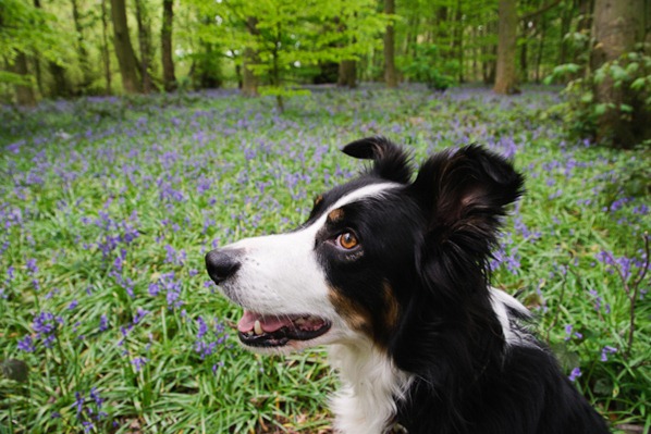 Jake amongst the Bluebells at Marbury Country Park