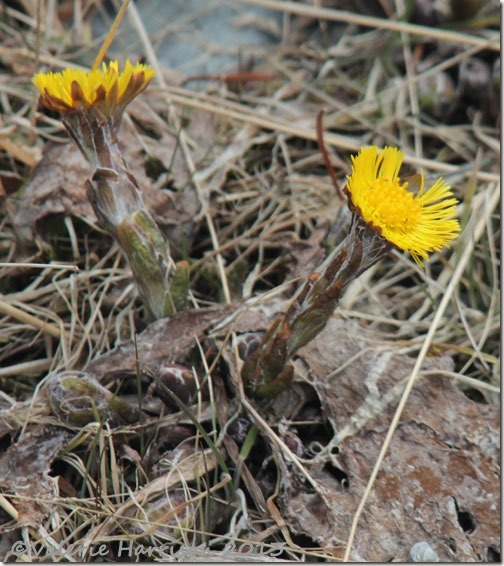 31-coltsfoot