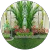 Tukang Taman Jogja Tukang Taman Jogja
