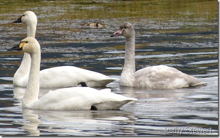 Two Adults and one young Tundra Swan