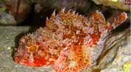 [M%25C3%25A9diterran%25C3%25A9e%2520anfractuosit%25C3%25A9%2520rocheuse%2520rascasse%2520pustuleuse%255B4%255D.jpg]