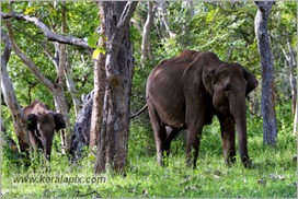 _P6A1694_wild_elephants_mudumalai_bandipur_sanctuary 