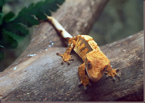 Amazing Animal Pictures crested geckos (8)