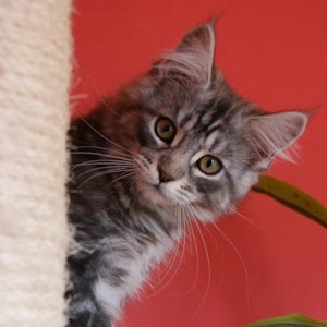 Maine Coons Live Wallpaper.apk 3.6.0.0