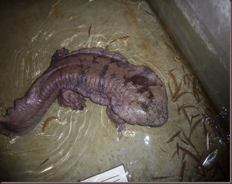 Amazing Animals Pictures Chinese Giant Salamander (9)