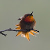 Allen's Hummingbird (Male)