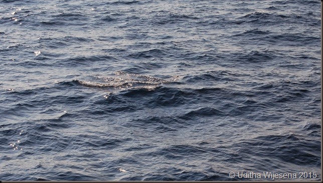 Whale Whale