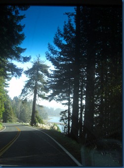 Redwoods (6)
