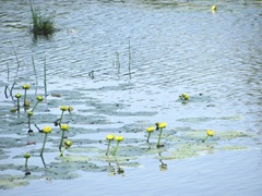 bog stink pot pond lilies3
